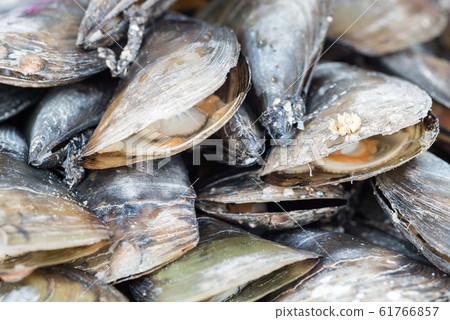 Fresh raw mussels background 61766857