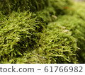 Moss 61766982