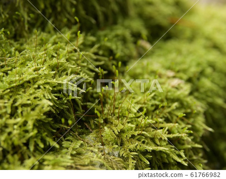 Moss Moss 61766982