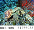 Green turtle 61766988
