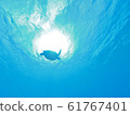 Green turtle 61767401