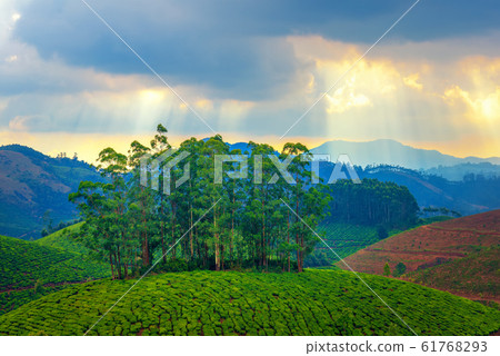beautiful landscape tea plantations and hills in 61768293