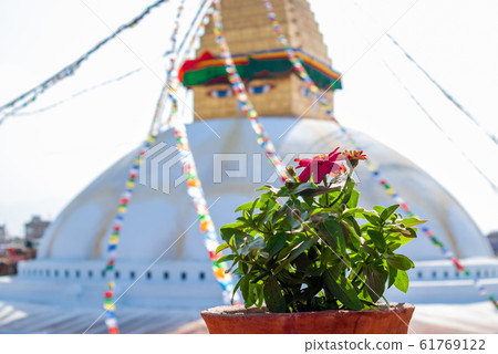 Beautiful flower in flower pot in front of 61769122