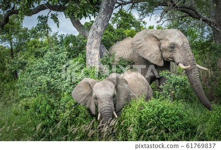 Elephants in Kruger National Park, South Africa. 61769837