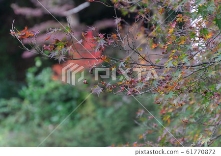 京都市山勢區比沙門島的秋葉 61770872