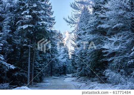 winter snowy forest road to the high mount in Alps winter snowy forest road to the high mount in Alps 61771484