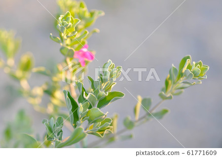 Ash Plant or Barometer Brush, Purple Sage 61771609