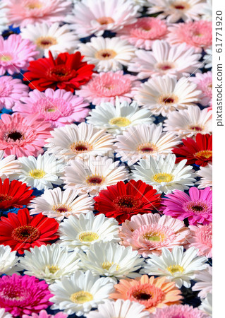 Gerbera Gerbera 61771920