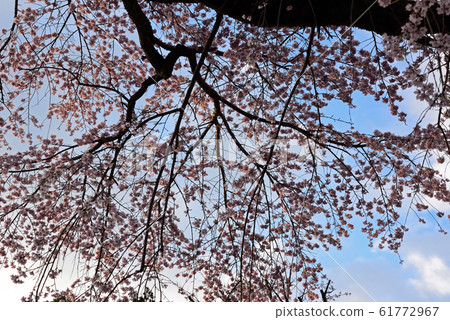 Cherry blossoms, spring of Daigo-ji Temple in Kyoto (weeping cherry blossoms in front of the cathedral entrance, Niomon) Cherry blossoms, spring of Daigo-ji Temple in Kyoto (weeping cherry blossoms in front of the cathedral entrance, Niomon) 61772967