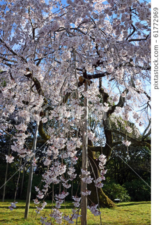Sakura, spring at Daigo-ji Temple in Kyoto (weeping cherry tree in the Reihokan area) Sakura, spring at Daigo-ji Temple in Kyoto (weeping cherry tree in the Reihokan area) 61772969