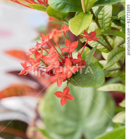 ixora flower, Rauvolfia serpentine, the red 61773889