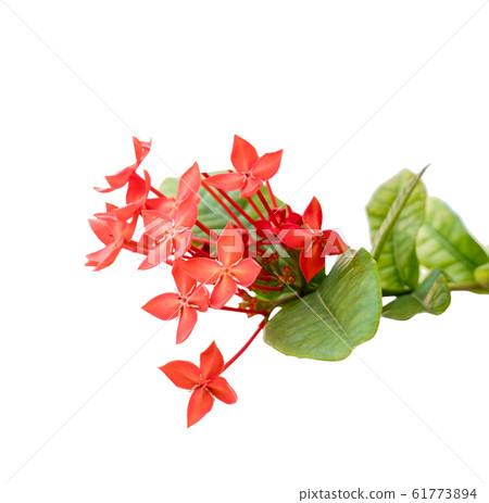 ixora flower, Rauvolfia serpentine, the red 61773894