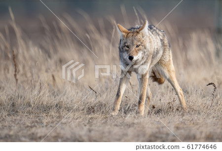 Coyote in Canada Coyote in Canada 61774646