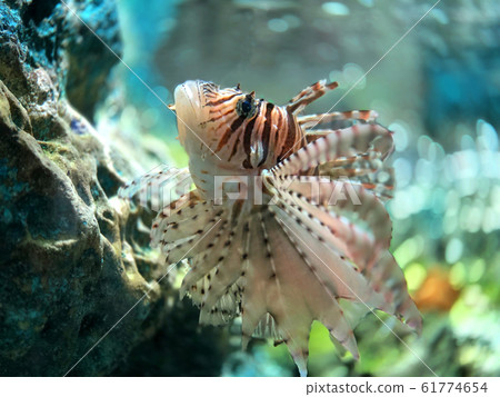 Thai lion fish in the aquarium for being a pet in 61774654