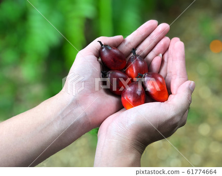 Ripe palm fruit in the hands of Asian women 61774664
