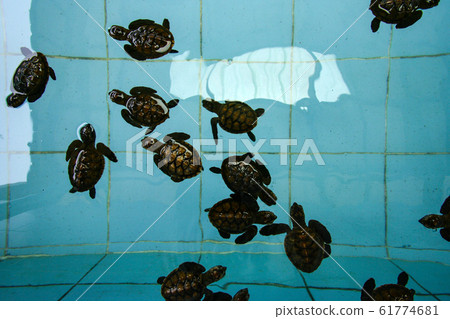 Baby turtles in farm Baby turtles in farm 61774681