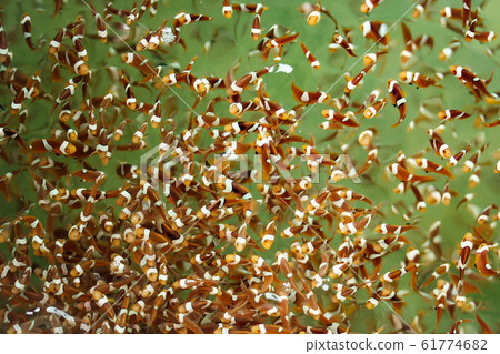 Clown fish in the fish farm Clown fish in the fish farm 61774682