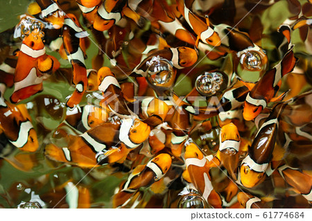 Clown fish in the fish farm Clown fish in the fish farm 61774684