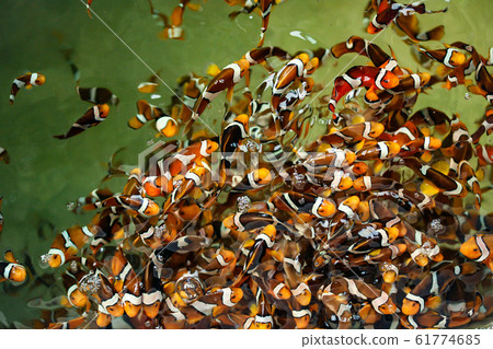 Clown fish in the fish farm Clown fish in the fish farm 61774685