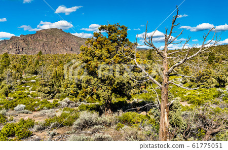Landscape Klamath National Forest in California 61775051