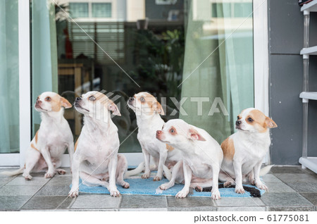 Group of Short-hair Chihuahua sitting and looking Group of Short-hair Chihuahua sitting and looking 61775081