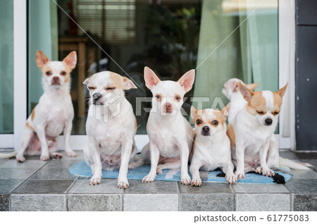 Group of Short-hair Chihuahua sitting and looking 61775083