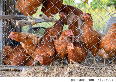 Flock of Hens husbandry in chicken coop 61775095