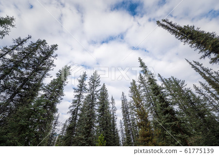 Treetop of pine tree with cloudy in blue sky 61775139