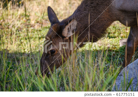 Female Elk grazing grass in the forest at national Female Elk grazing grass in the forest at national 61775151