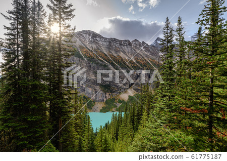 Sunlight through pine forest with rocky mountains 61775187