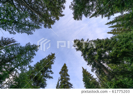 Green pine trees with blue sky in national park 61775203