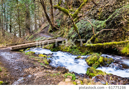 Wahkeena Creek in the Columbia River Gorge, USA Wahkeena Creek in the Columbia River Gorge, USA 61775286