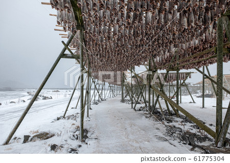 Cod fish headless drying on wooden racks in winter Cod fish headless drying on wooden racks in winter 61775304