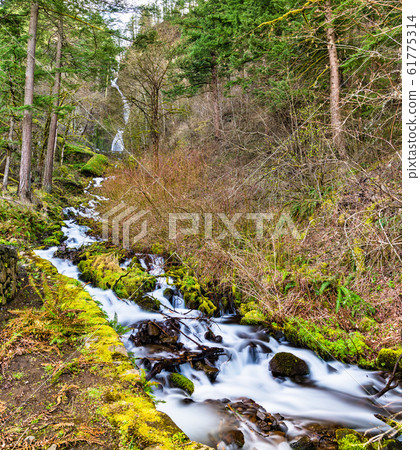Wahkeena Creek in the Columbia River Gorge, USA Wahkeena Creek in the Columbia River Gorge, USA 61775314