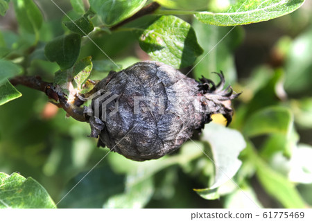 Closeup of a Pine Cone Midget Gall on a Willow Closeup of a Pine Cone Midget Gall on a Willow 61775469