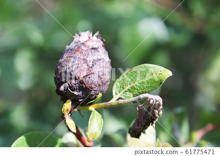 Closeup of a Pine Cone Midget Gall on a Willow 61775471