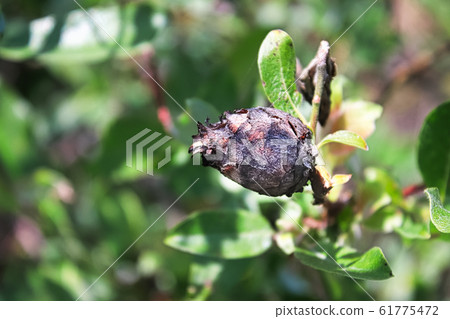 Closeup of a Pine Cone Midget Gall on a Willow Closeup of a Pine Cone Midget Gall on a Willow 61775472