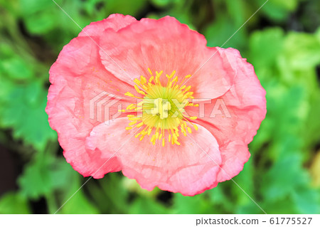 Closeup of a pink poppy stigma and stamen 61775527