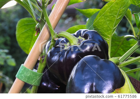Black sweet peppers hanging on a stem Black sweet peppers hanging on a stem 61775586