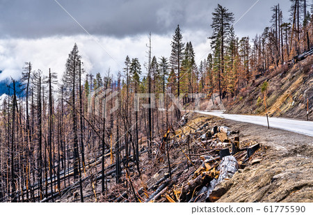 Burned down forest in Yosemite National Park, California Burned down forest in Yosemite National Park, California 61775590