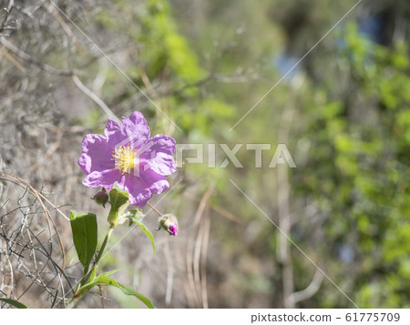 Close-up of pink flower Grey leaved Cistus, Cistus symphytifolius of family Cistaceae. It is endemic to the Canary Islands. Selective focus, copy space. Close-up of pink flower Grey leaved Cistus, Cistus symphytifolius of family Cistaceae. It is endemic to the Canary Islands. Selective focus, copy space. 61775709