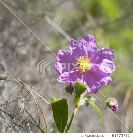 Close-up of pink flower Grey leaved Cistus, Cistus symphytifolius of family Cistaceae. It is endemic to the Canary Islands. Selective focus, copy space. 61775711