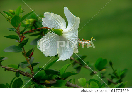 Hawaii Islands, Pacific Islands, Thailand, Hawaii Islands, Pacific Islands, Thailand, 61775799