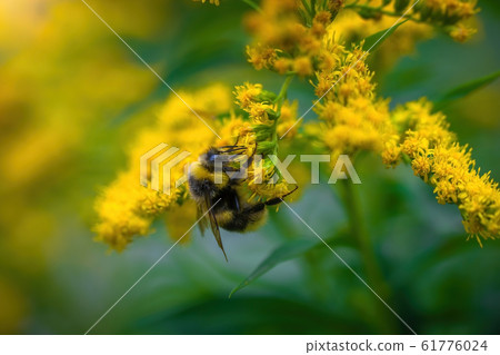 bumblebee collects flower nectar of goldenrod 61776024