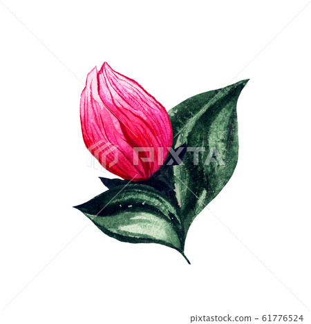 Japanese plum blossom, pink flower bud watercolor 61776524