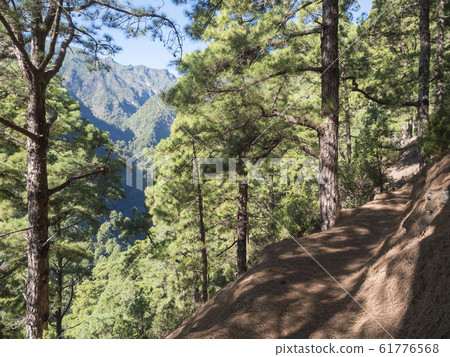 Lanscape od hiking trail Barranco de la Madera from Las Nieves with pine tree forest and path along ravine with steep green mountains, La Palma Island, Canary Islands, Spain Lanscape od hiking trail Barranco de la Madera from Las Nieves with pine tree forest and path along ravine with steep green mountains, La Palma Island, Canary Islands, Spain 61776568