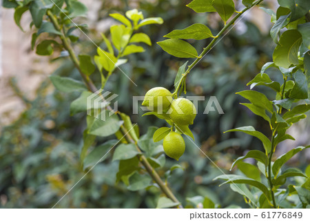 Lemon or organic Lime Tree in Thailand, with three 61776849