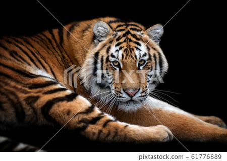 Close up face tiger isolated on black background 61776889