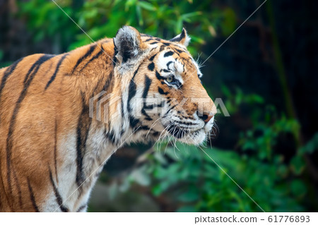 Close up Tiger on trees background 61776893
