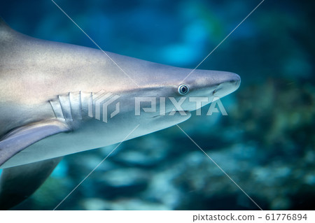 Underwater great white shark Underwater great white shark 61776894